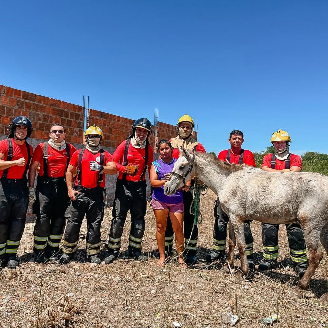 Bombeiros resgatam cavalo de dentro de bueiro no Belo Horizonte