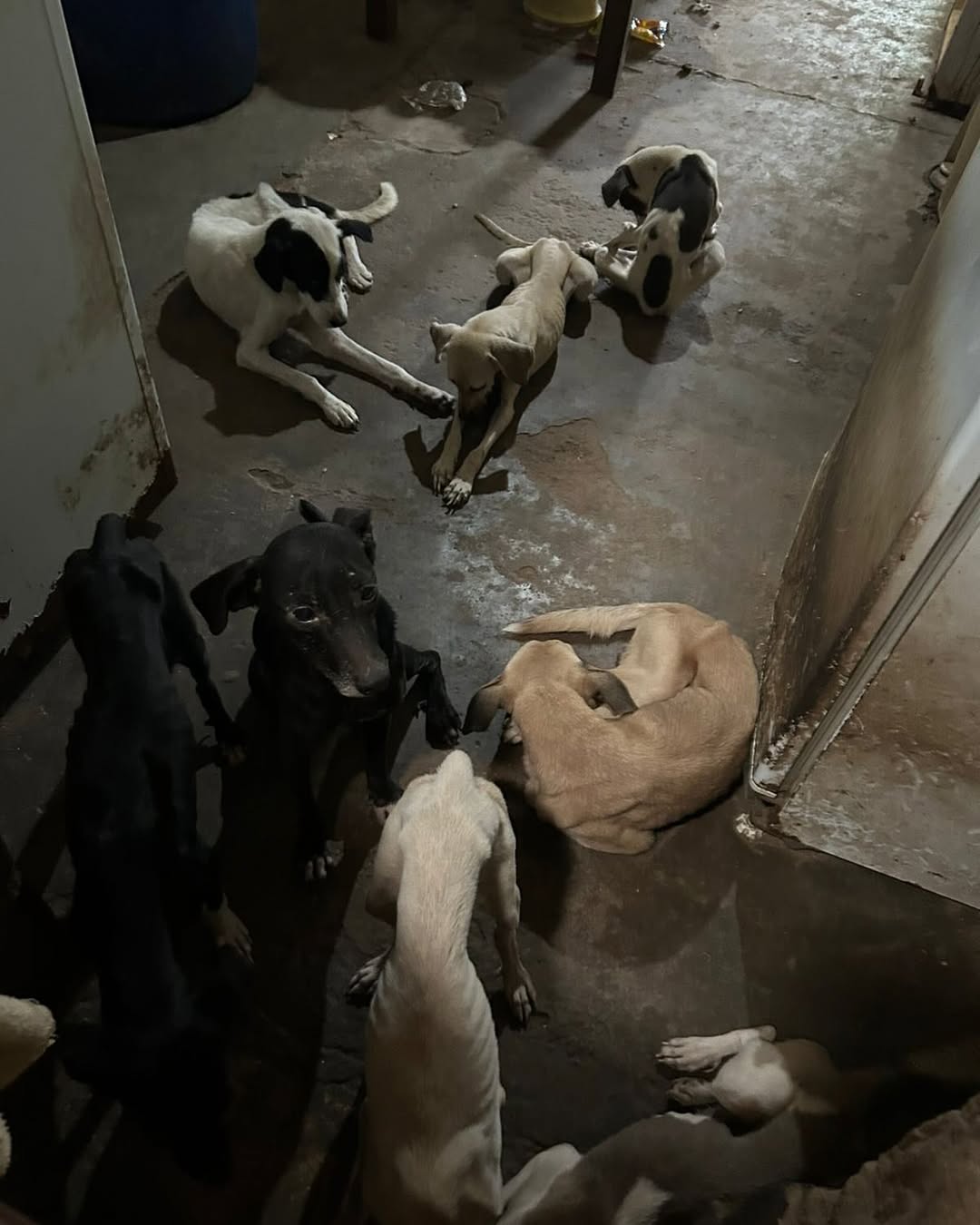 Maus-tratos a Animais: Polícia Ambiental Flagrou Situação de Abandono e prende “tutor” em Mossoró/RN