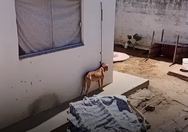 Justiça concede liberdade à homem preso por maus-tratos à animais em Mossoró