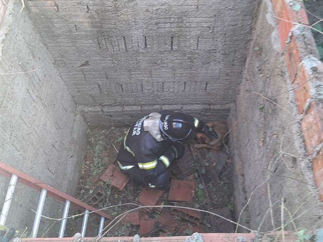 Bombeiros resgatam dois cães de dentro de fossa em Mossoró