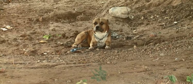 Cão da raça pitbull está há cinco dias embaixo da ponte da Barragem de Genésio a espera de resgate