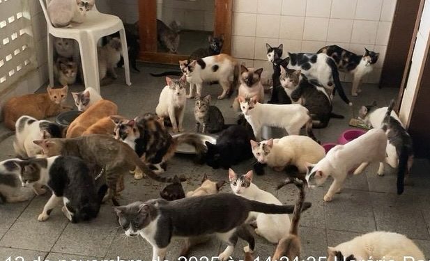 Mulher é autuada em flagrante com quase 100 gatos em situação de maus-tratos em Mossoró