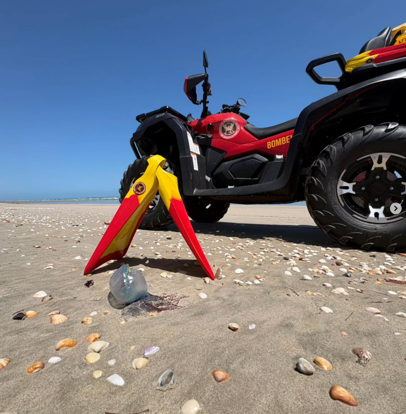 Bombeiros alertam banhistas sobre presença de animais marinhos perigosos na Praia de Tibau