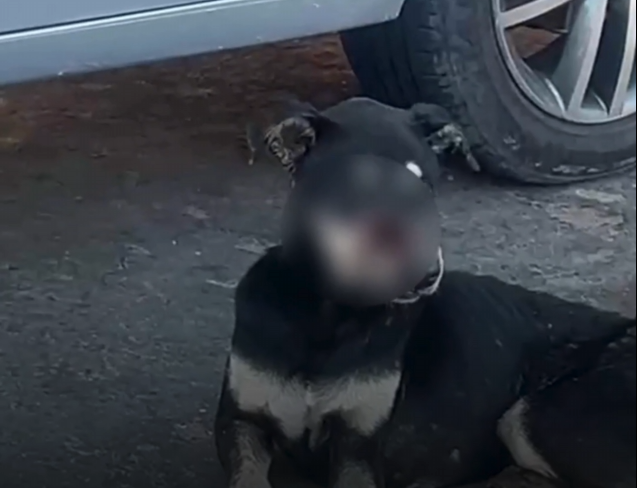 Apelo Urgente: Cachorrinho precisa de resgate e tratamento urgente