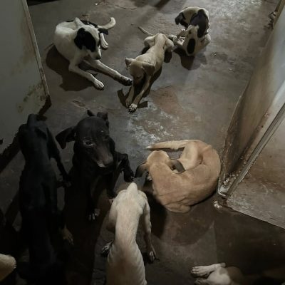 animais