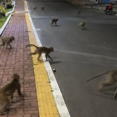 macacos